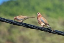 Laughing doves Loutra w-e 14-09-23 cc T.J.L Cameron Gibson.jpg