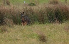 DSC09815 Swamp Wallaby @ Pyramid Rock Rd bf.jpeg