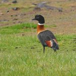 DSC00003 Australian Shelduck @ Pyramid Rock Rd.jpeg