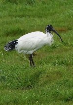 DSC00010 Australian Ibis @ Pyramid Rock Rd bf .jpeg