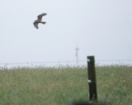 DSC00028 Swamp Harrier @ Pyramid Rock Rd bf.jpeg