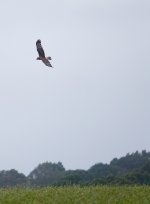 DSC00013 Swamp Harrier @ Pyramid Rock Rd bf .jpeg