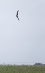 DSC00016 Swamp Harrier @ Pyramid Rock Rd bf.jpeg