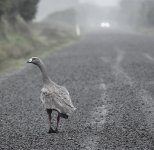 DSC09781 Cape Barren Goose @ Pyramid Rock Rd bf.jpeg