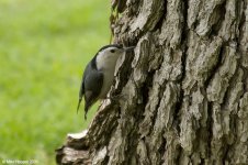 whiteBreastedNuthatch_X0214_35l.jpg