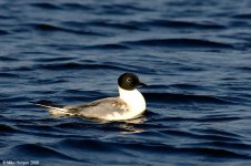 bonapartesGull_X0195_215l.jpg