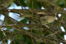 oakTitmouse_X0202_3l.jpg