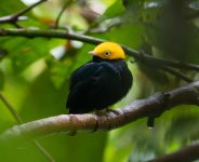 Golden-headed Manakin (male)PA150187-ORF_DxO_DeepPRIME.jpg