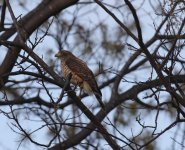 roadside hawk.JPG