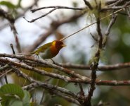 rufous headed tanager.JPG