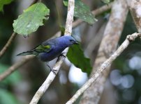 golden chevron tanager.JPG