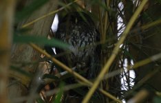 Mottled Owl 005.jpg