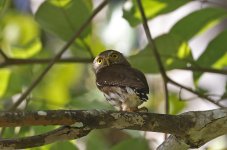 Central American Pygmy Owl 001.jpg