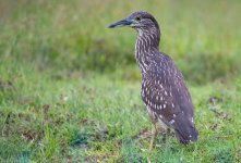 Night Heron sp. juvenile 01.jpg