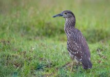 Night Heron sp. juvenile 02.jpg