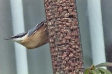 Nuthatch.jpg