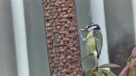 Bluetit.jpg