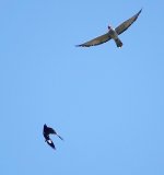 DSC00429 Channel-bille Cuckoo + Pied Currawong bf.jpeg