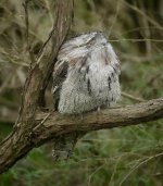 DSC00592 Tawny Frogmouth @ Northbridge.jpeg