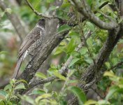 DSC00532 Little Wattlebird @ Northbridge bf.jpeg