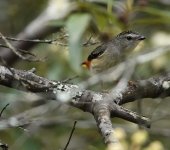 DSC00548 Spotted Pardalote @ Northbridge bf.jpeg