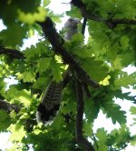 DSC00520Channel-billed Cuckoo @ Northbridge.jpeg