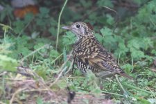 20231009 (23)_Whites_Thrush.JPG