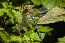 Migrant-Hawker-(14)-fbook.jpg