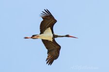 Black-Stork-(61)-Trafico-fbook.jpg