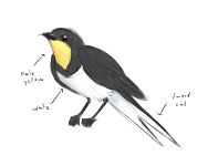 bird.png