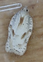 Acleris logiana 191023 02.JPG