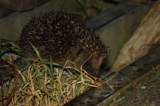 20231008 (7)_Hedgehog.JPG