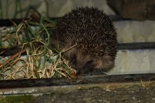 20231008 (8)_Hedgehog.JPG