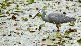 DSC00170 White-faced Heron @ Mt Annan BG bf.jpeg