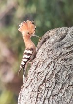 Hoopoe.jpeg