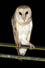 JAY_3011 BARN OWL-SharpenAI-motion.jpg