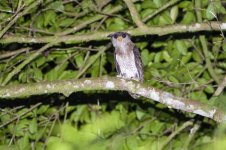 JAY_5716 BARRED EAGLE OWL.jpg