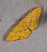 Eumelea rosalia 17 10 2023.JPG