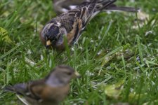 20231027 - Brambling male and female in the garden.jpg