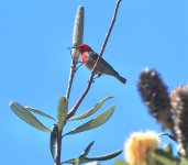 DSC00776 Scarlet Myzomela @ Castlecrag bf.jpeg