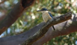 DSC00797 Sacred Kingfisher @ Castlecrag bf.jpeg