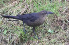 20231027 (13)_Great-tailed_Grackle.JPG