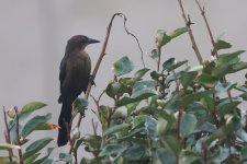 20231027 (18)_Great-tailed_Grackle.JPG