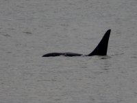 IMG_5366-Orcinus_orca.JPG