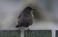 20230117 - Blackbird youngster on the fence.jpg