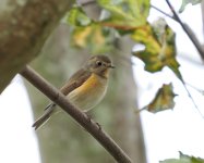 RF Bluetail_St Peters_021123a.jpg