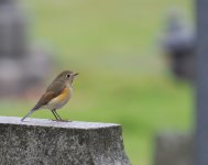 RF Bluetail_St Peters_021123c.jpg