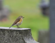 RF Bluetail_St Peters_021123d.jpg