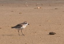 Siberian Sand Plover P1270918.jpg