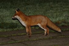 20231106 (6)_Red_Fox_Hoppity.JPG